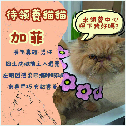 [Dummy] 領養活動